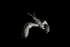warcraft0553.gif