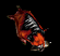 warcraft0556.gif