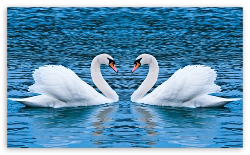 two_swans-t2.jpg